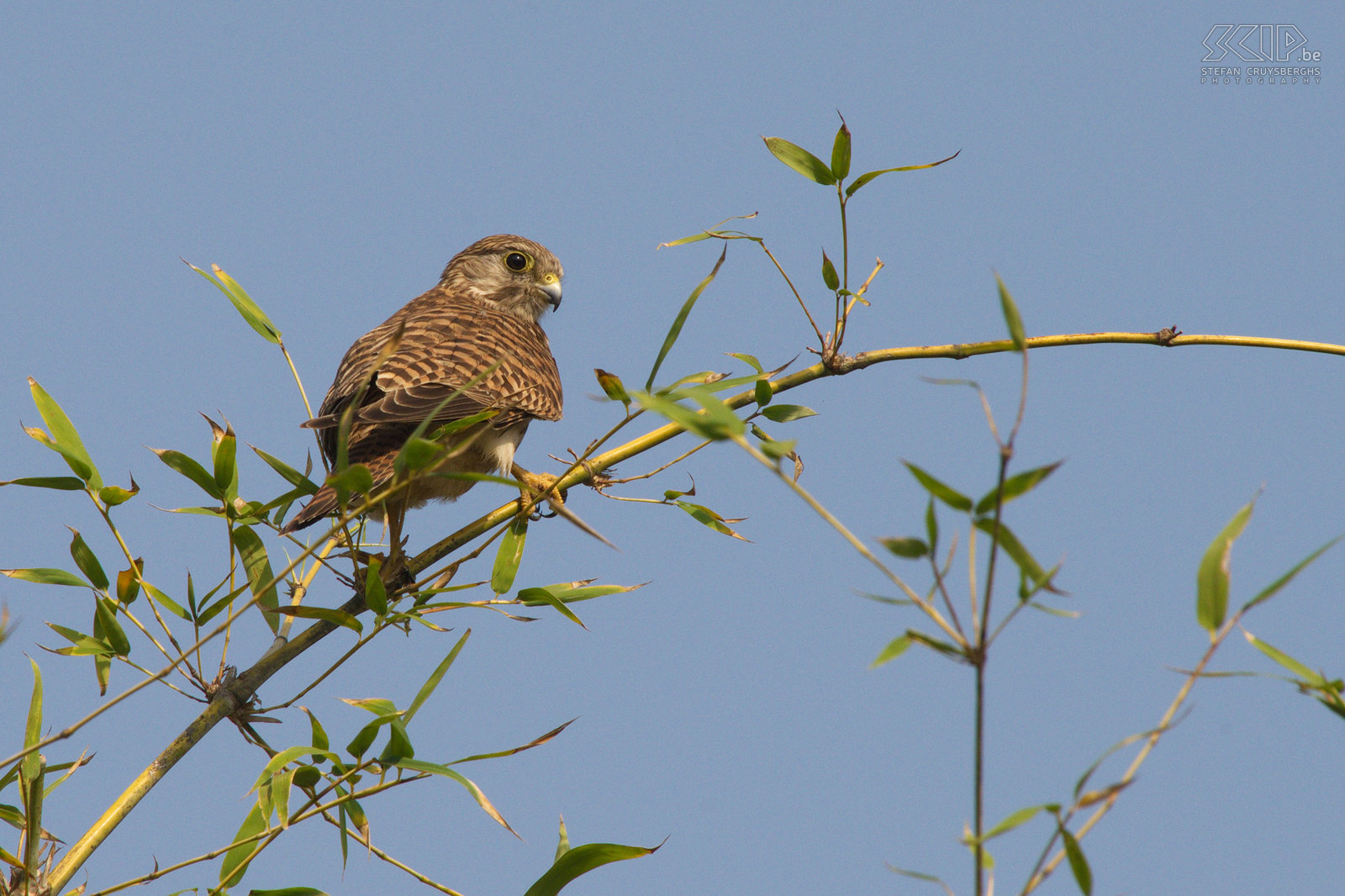 Bandhavgarh - Common kestrel (Falco tinnunculus) Stefan Cruysberghs